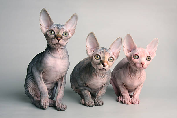 cute black and pink sphinx kittens looking with interest on gray background